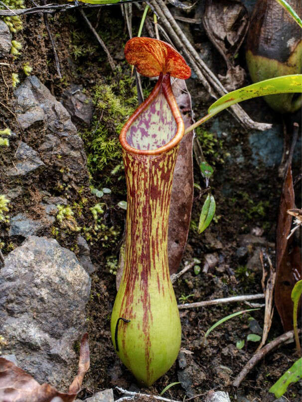 Image de Nepenthes cornuta