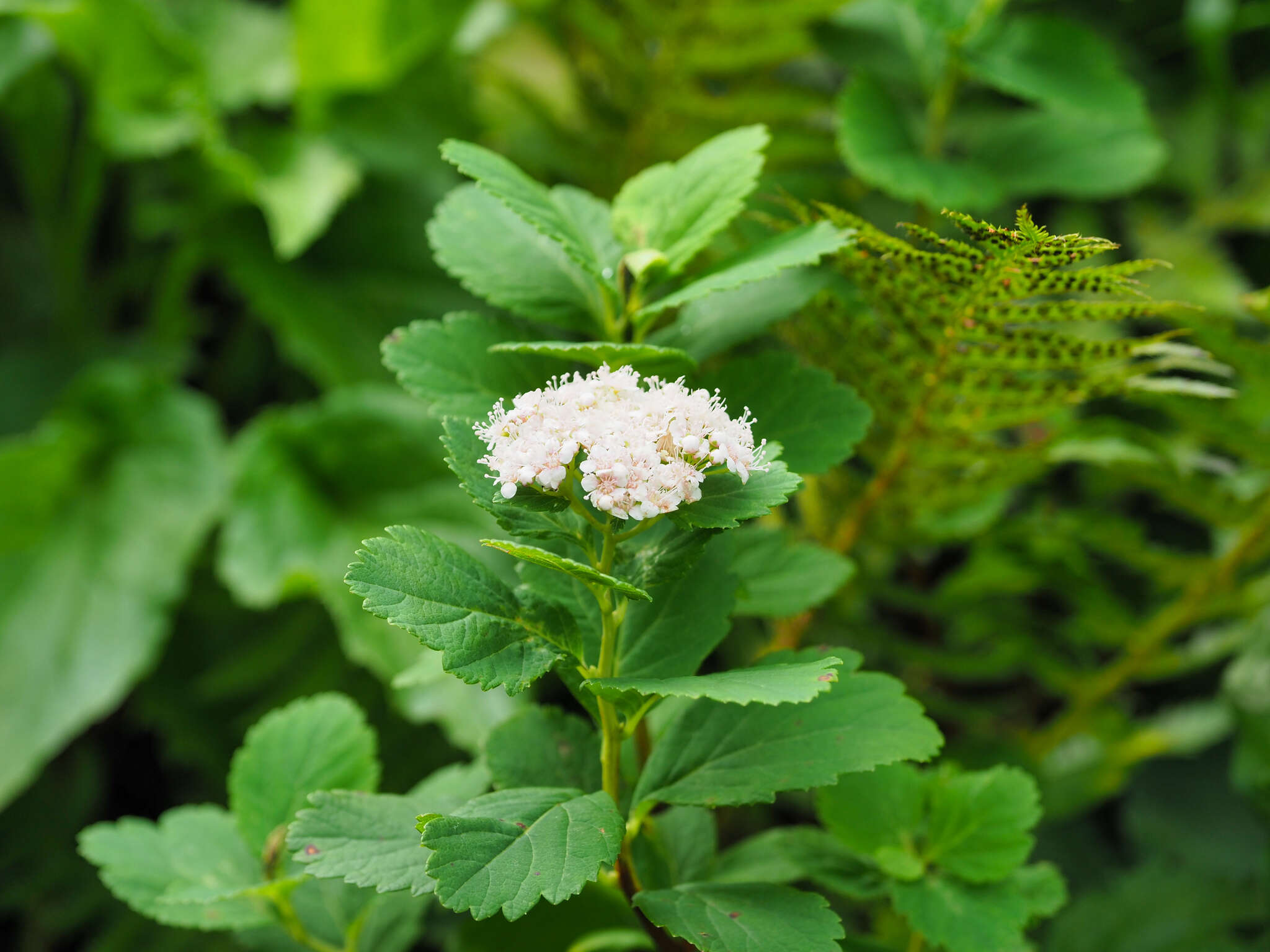 Image of Spiraea betulifolia var. betulifolia