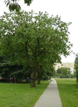 Image of gean, wild cherry