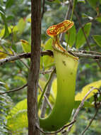 Image de Nepenthes cornuta