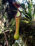 Image de Nepenthes pantaronensis