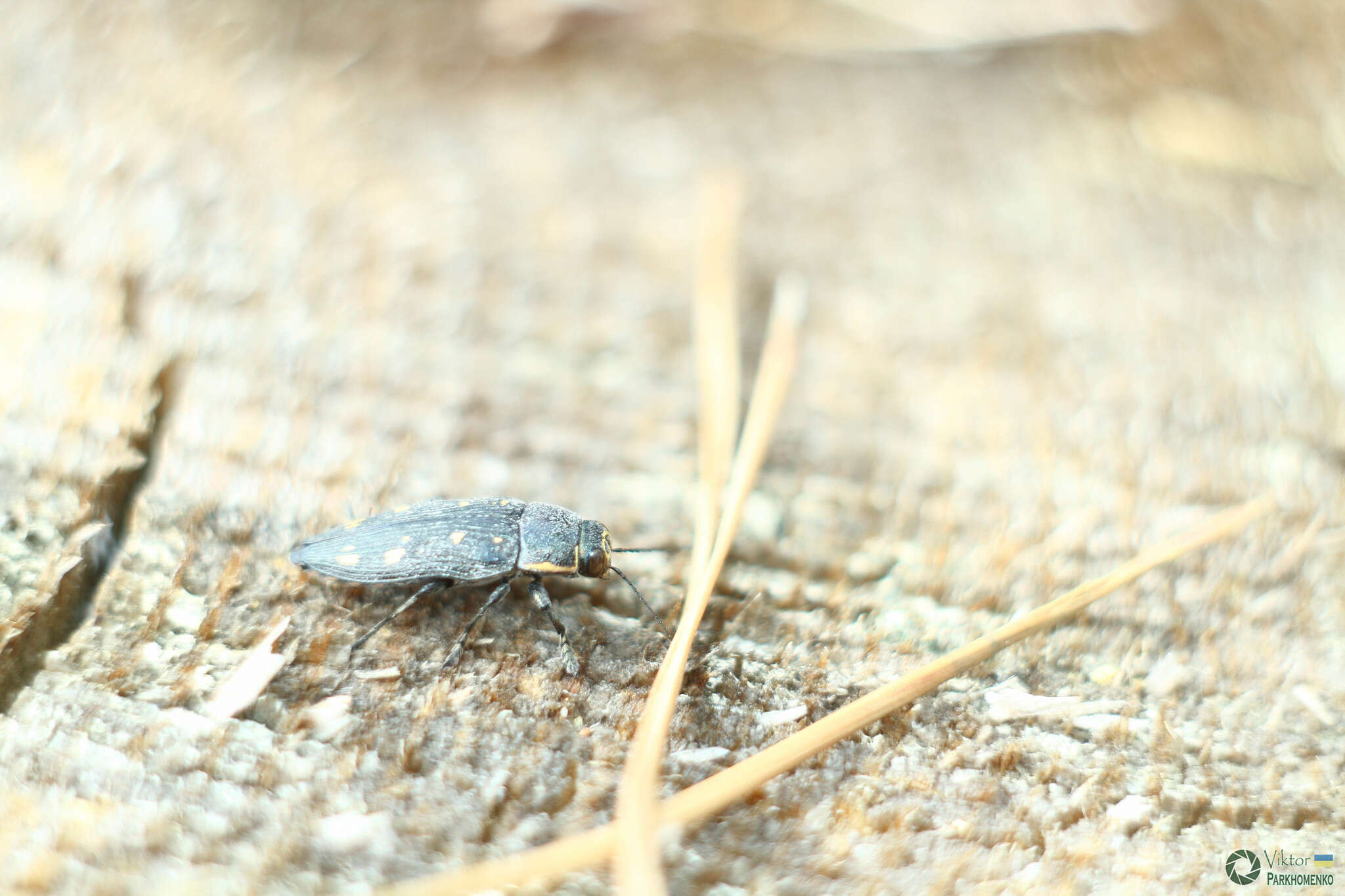 Image of Painted Jewel Beetle