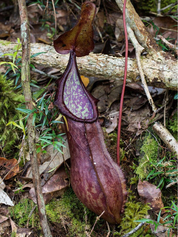 Image de Nepenthes talaandig