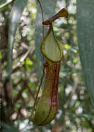 Image de Nepenthes talaandig