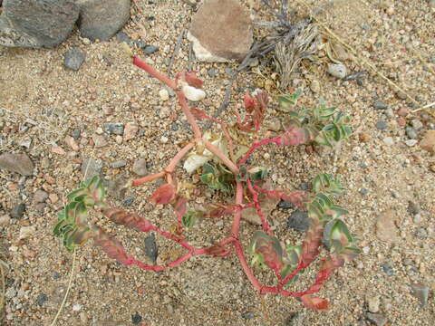 Imagem de Euphorbia phylloclada Boiss.