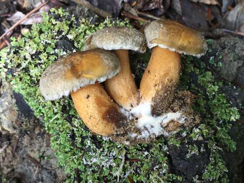 Image of Suillus tomentosus Singer 1960