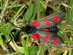 Image of six-spot burnet