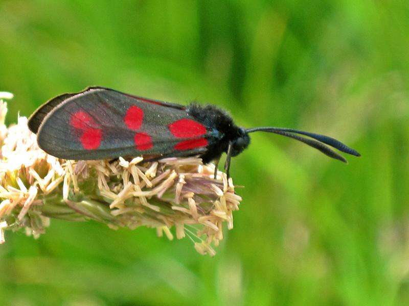 Image of six-spot burnet