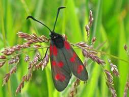 Image of six-spot burnet