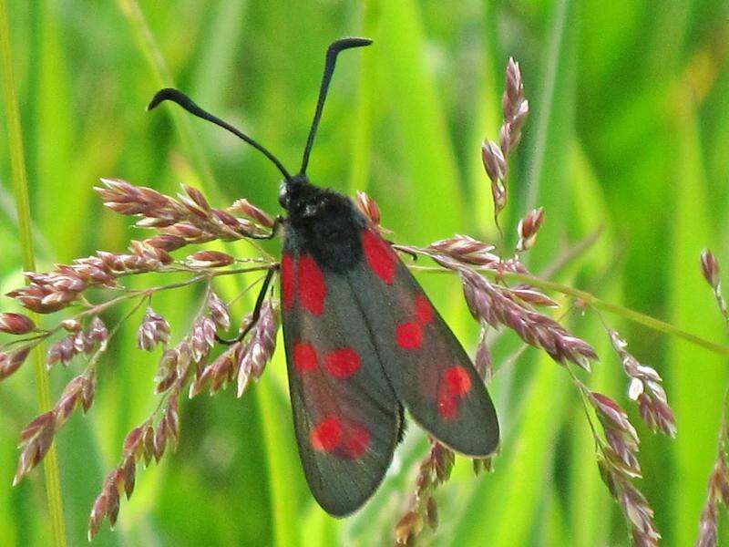 Image of six-spot burnet