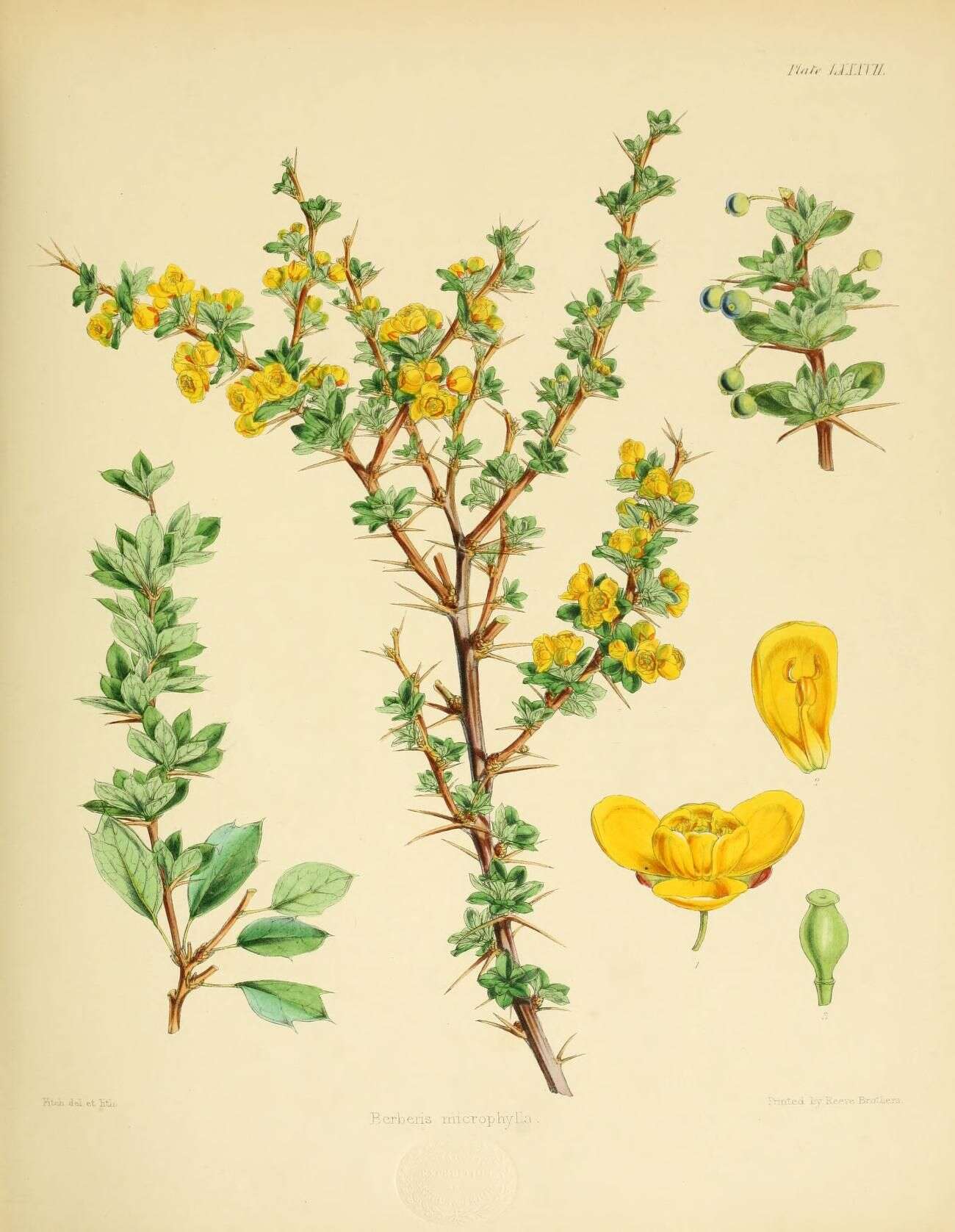 Image of Magellan barberry