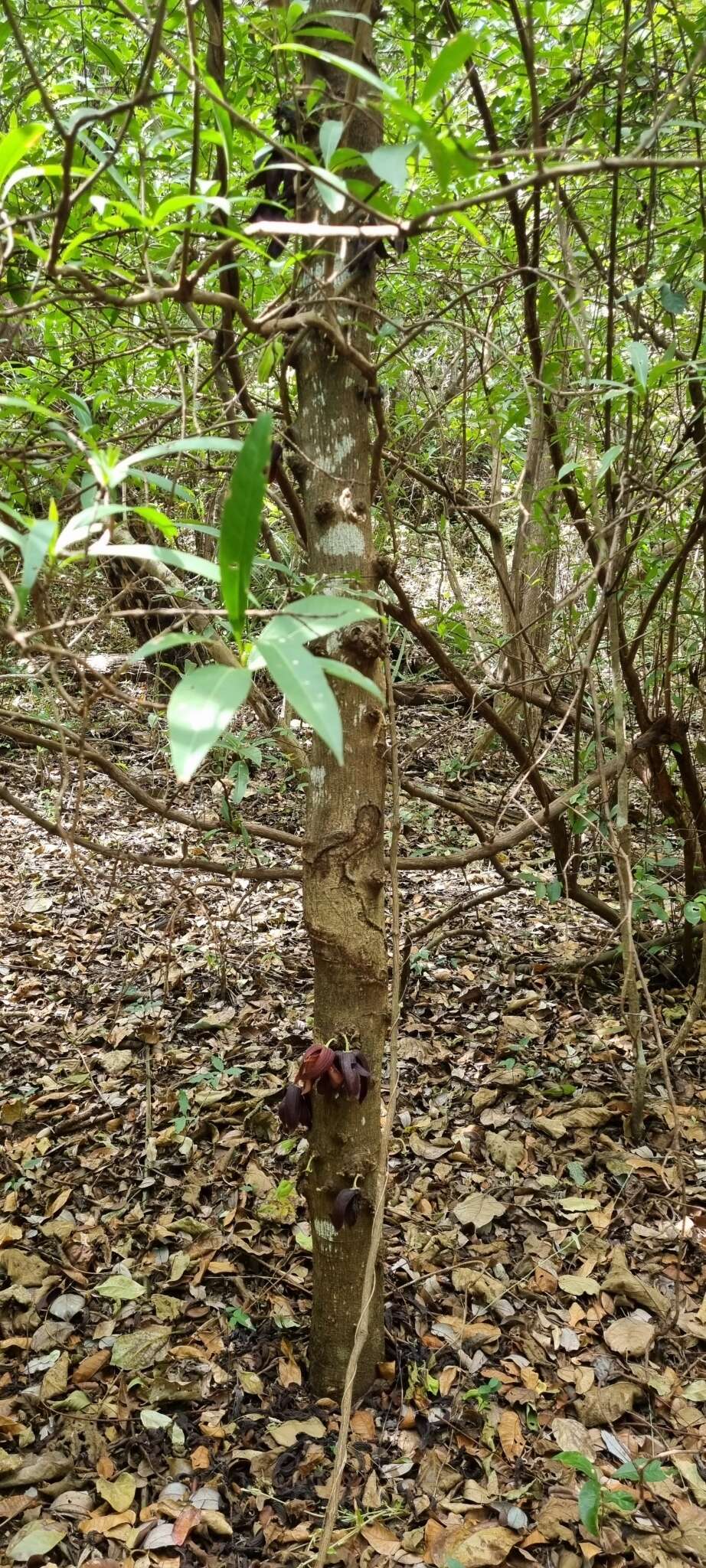 Sapranthus palanga R. E. Fr.的圖片