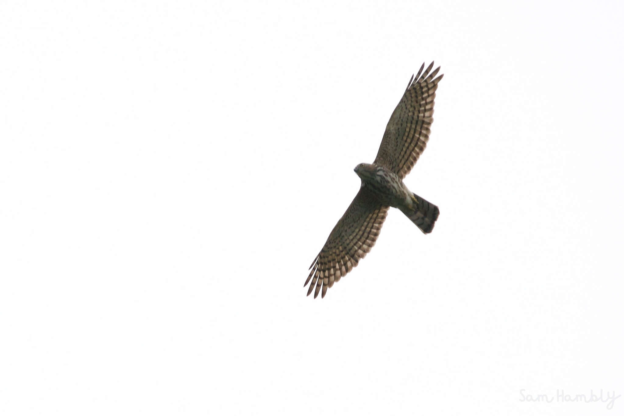 Image of Accipiter gularis gularis (Temminck & Schlegel 1845)