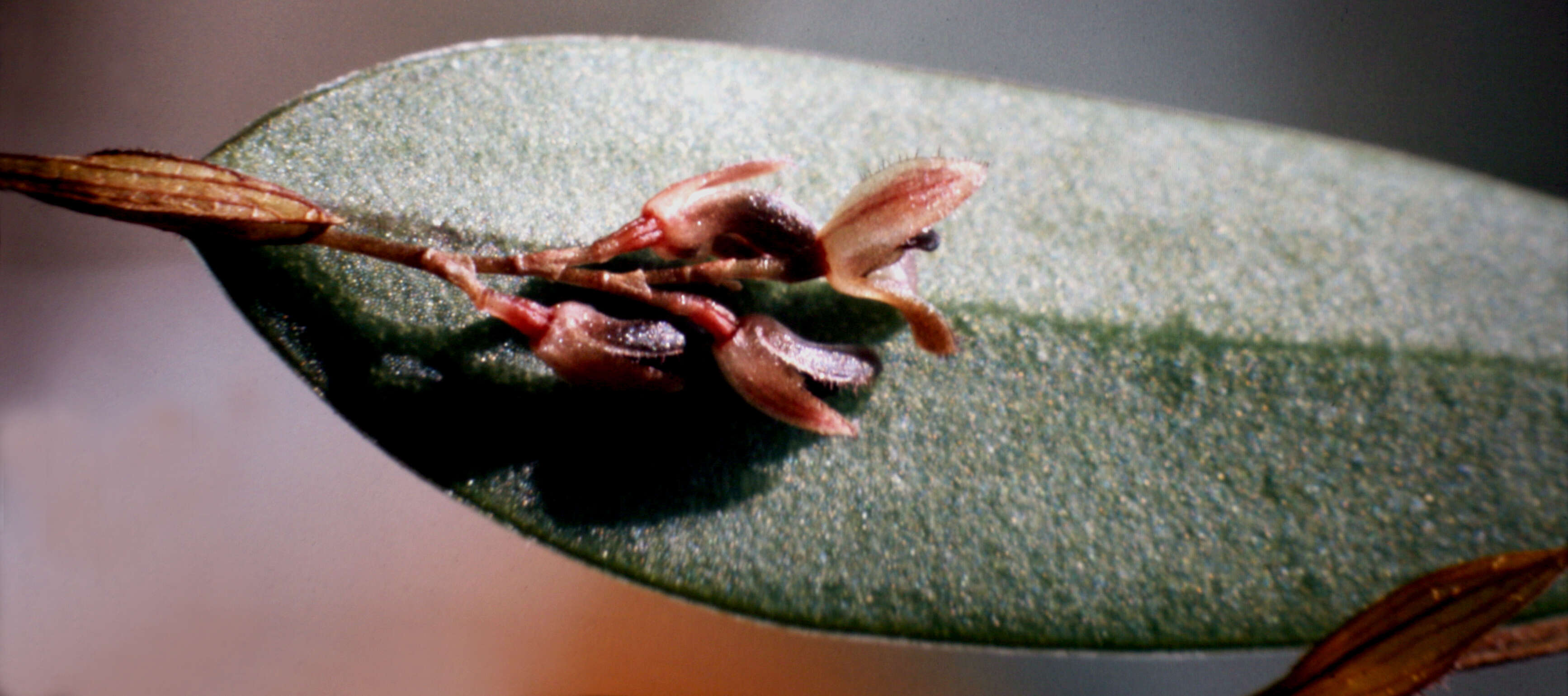 Image of Trichosalpinx ciliaris (Lindl.) Luer