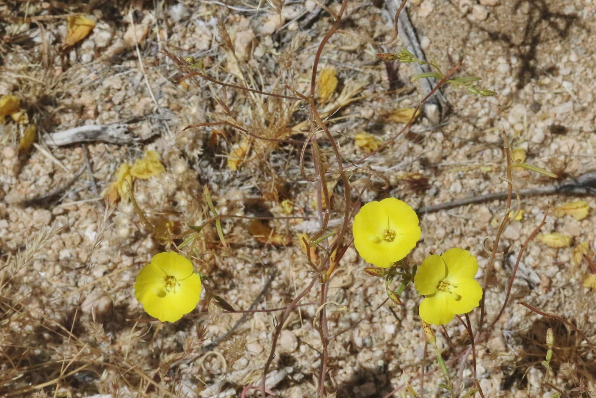 Image of Mojave suncup