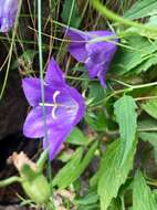 Image of tussock bellflower