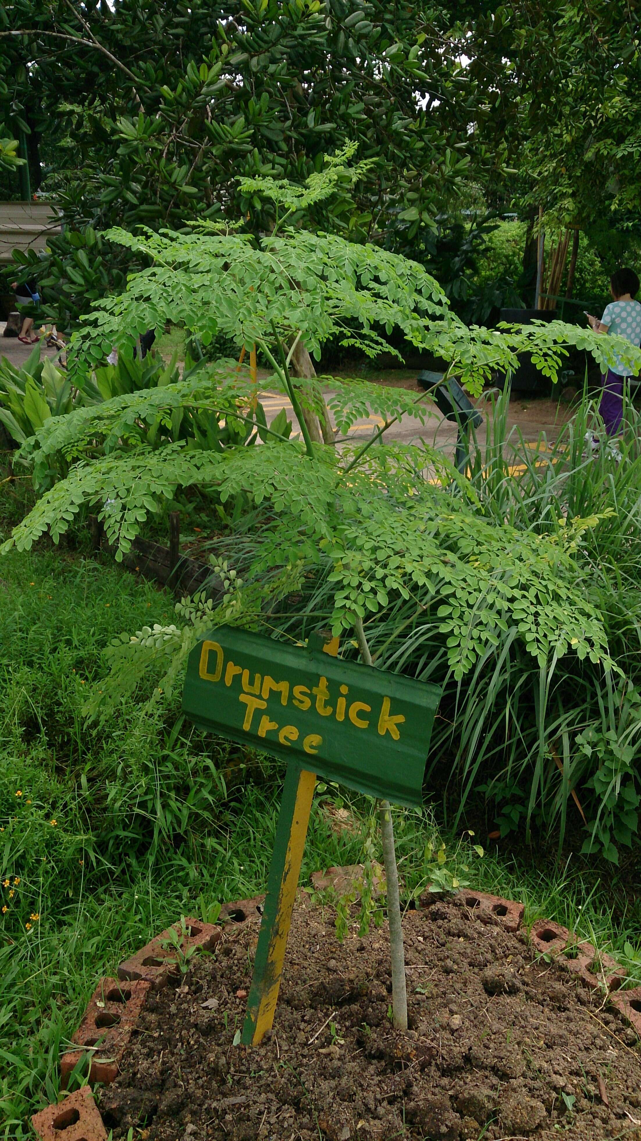 Image of horseradishtree