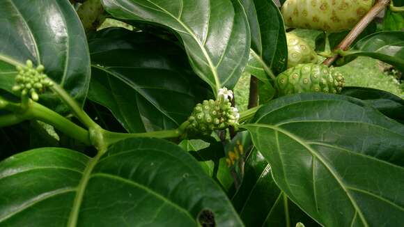 Image of Indian mulberry