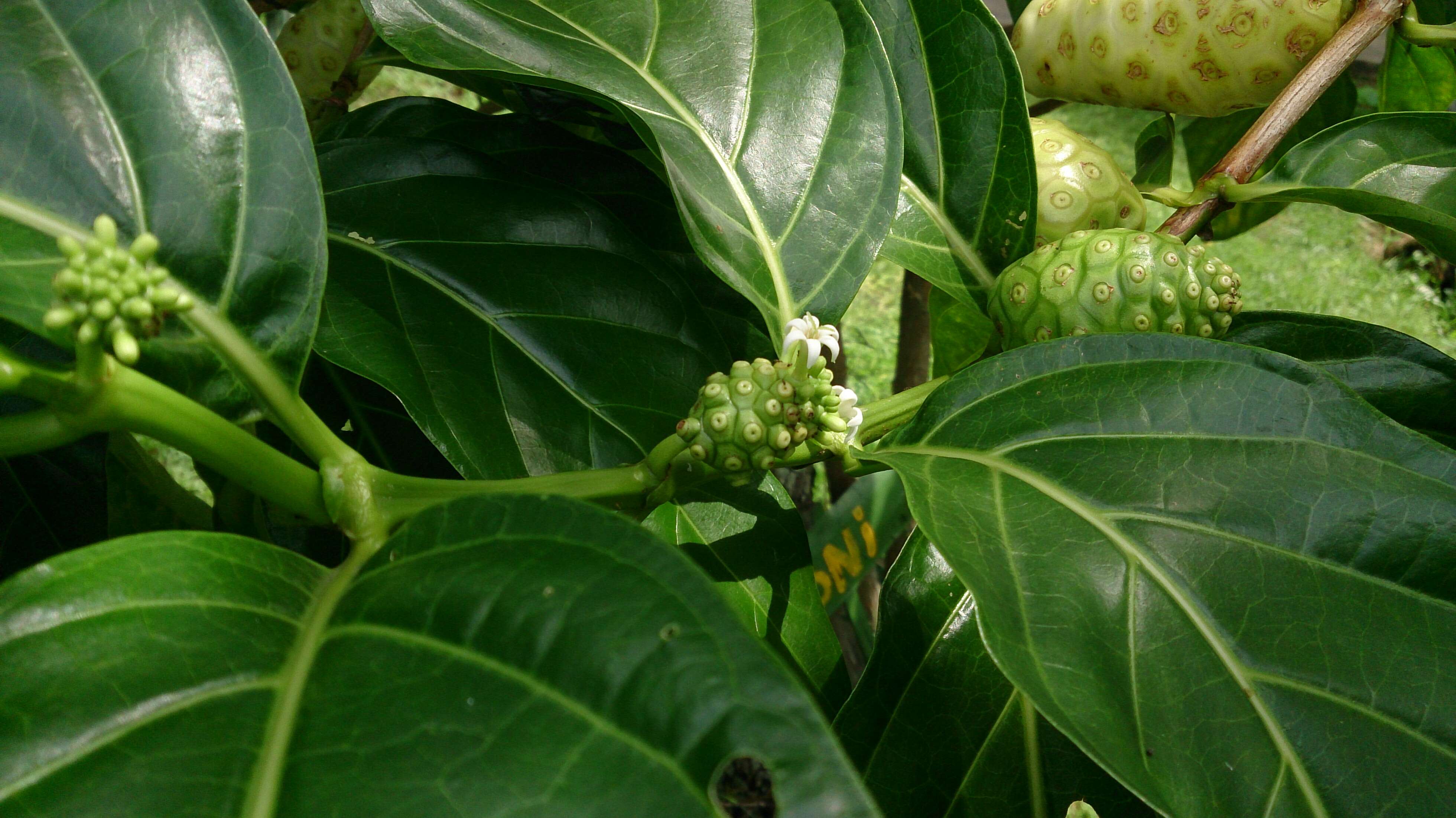 Image of Indian mulberry