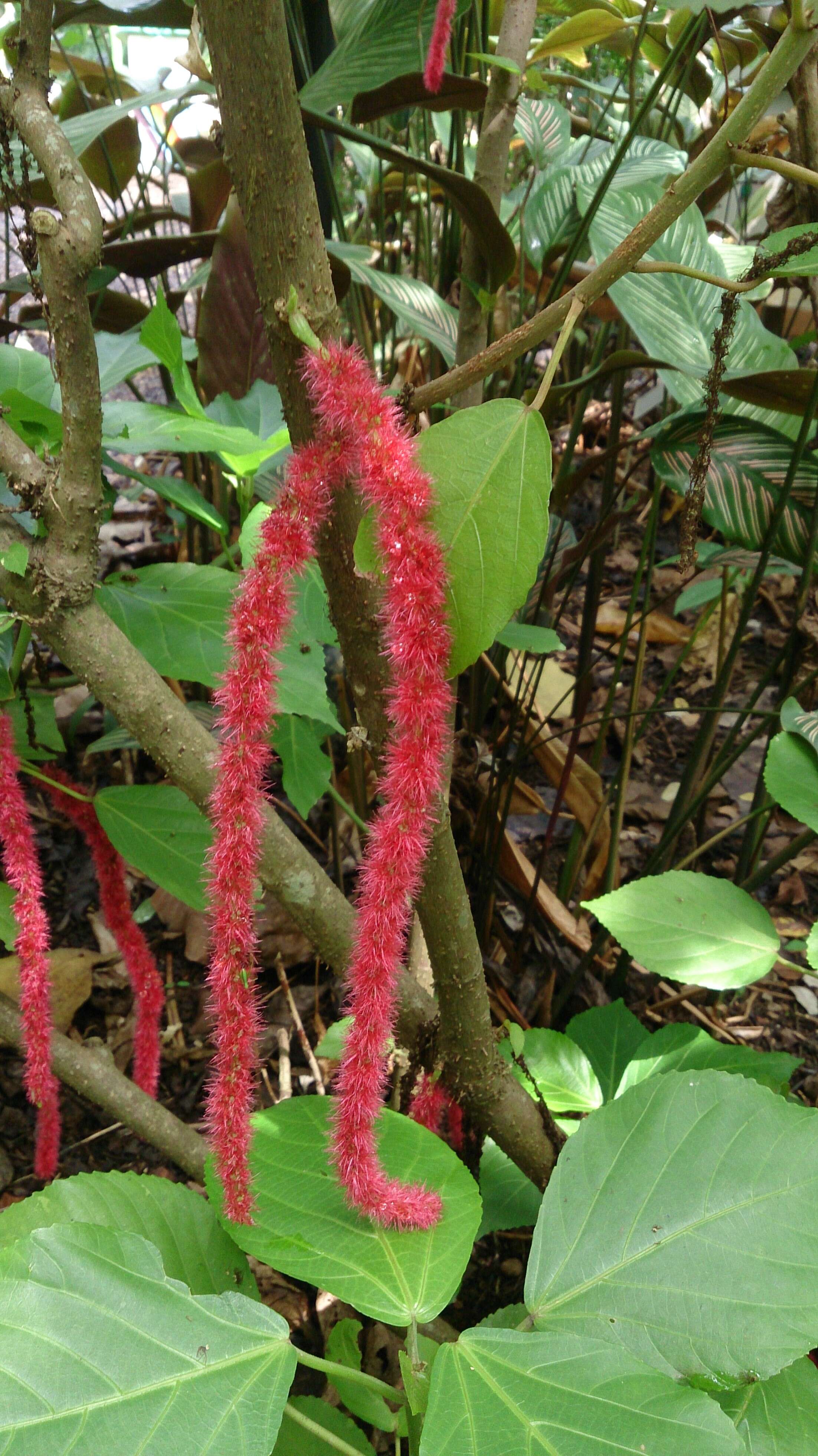 Imagem de Acalypha hispida Burm. fil.