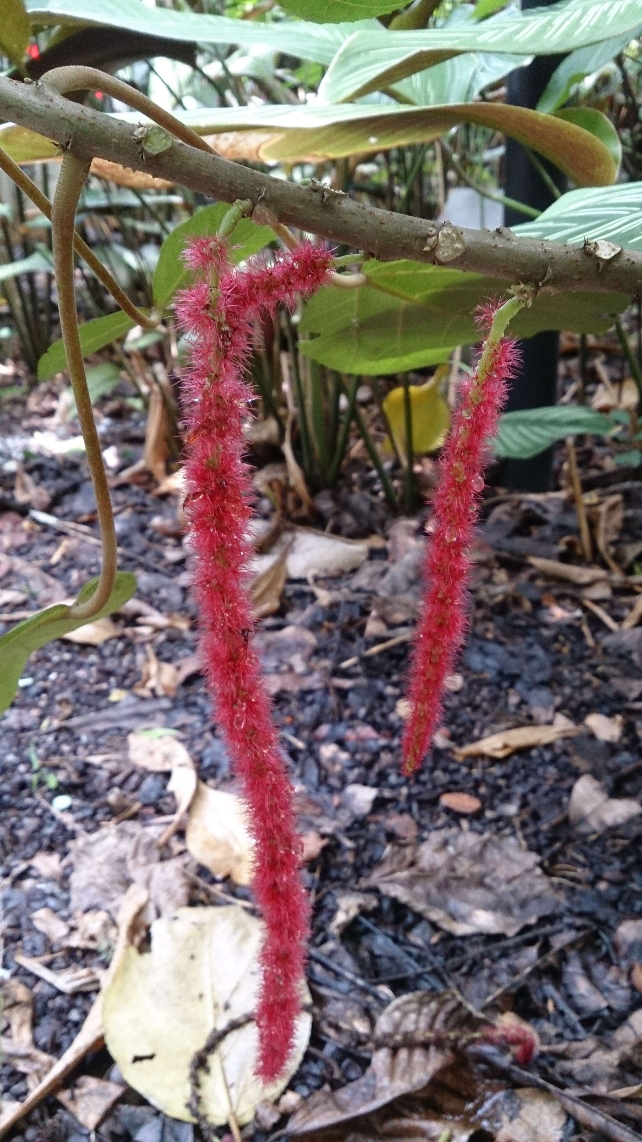 Imagem de Acalypha hispida Burm. fil.