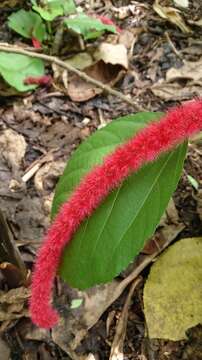 Imagem de Acalypha hispida Burm. fil.