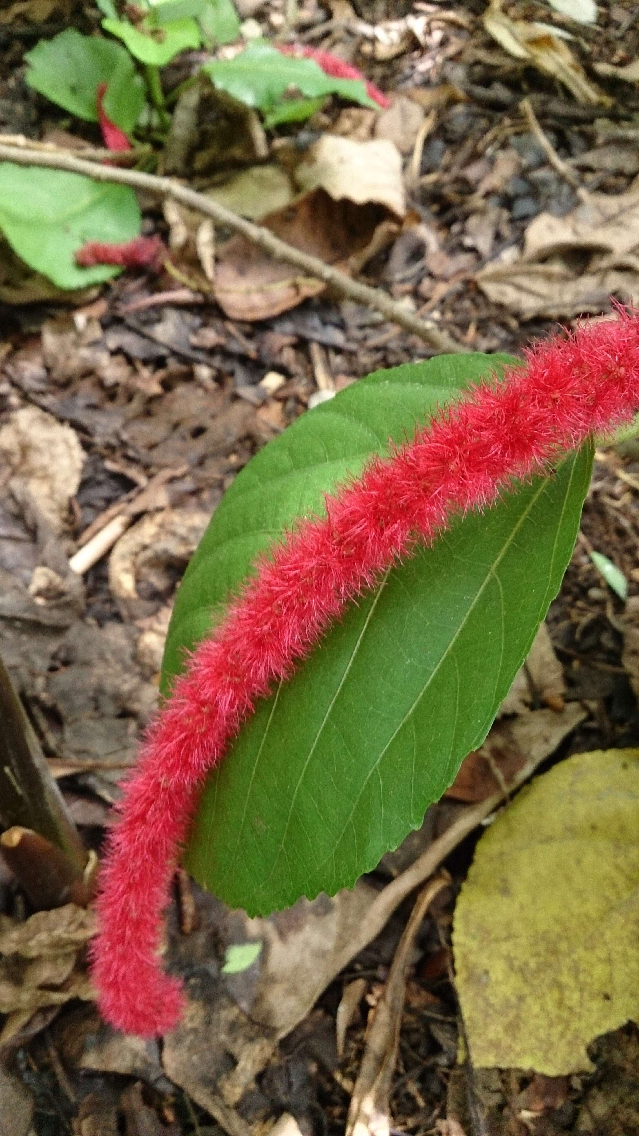 Imagem de Acalypha hispida Burm. fil.