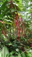 Imagem de Acalypha hispida Burm. fil.