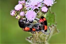 Image of Trichodes apivorus Germar 1824