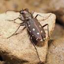 Image of Cicindela (Calomera) littoralis Fabricius 1787