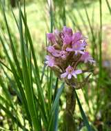 Image of Satyrium hallackii subsp. hallackii