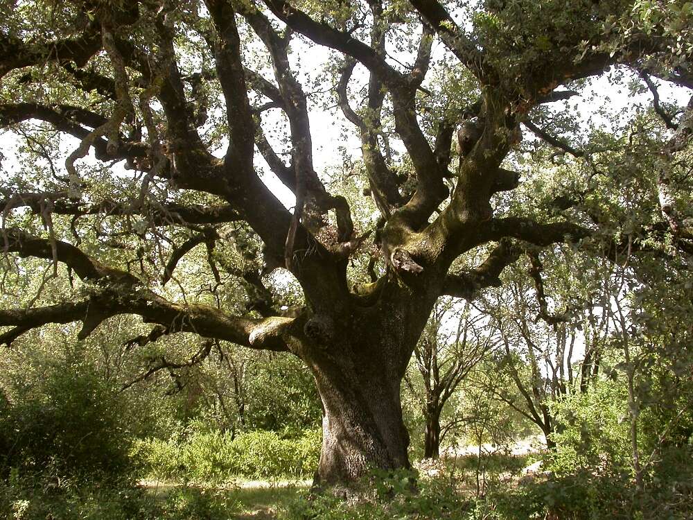 Image of Holm Oak