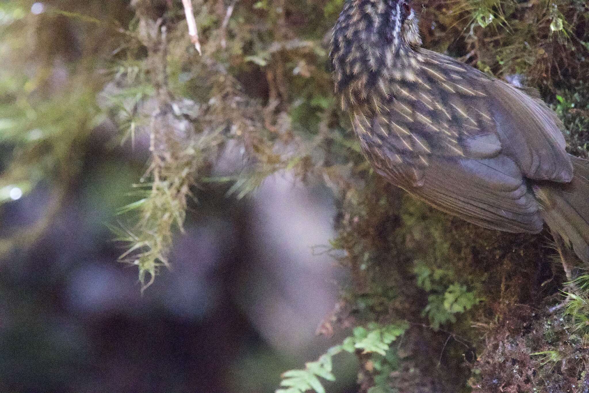 Image of Mountain Wren-Babbler