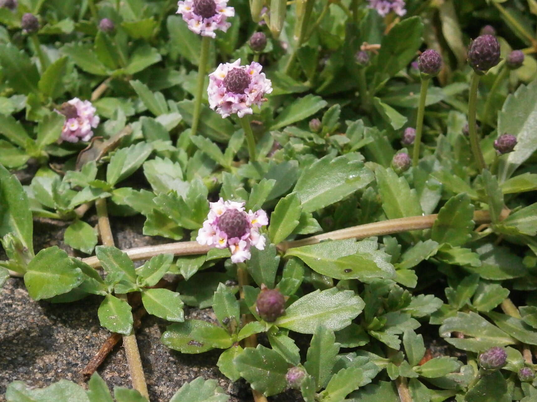 Plancia ëd Phyla nodiflora (L.) Greene