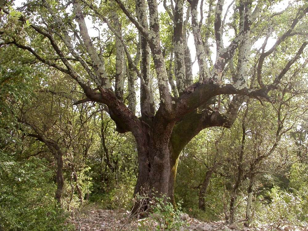 Image of Holm Oak