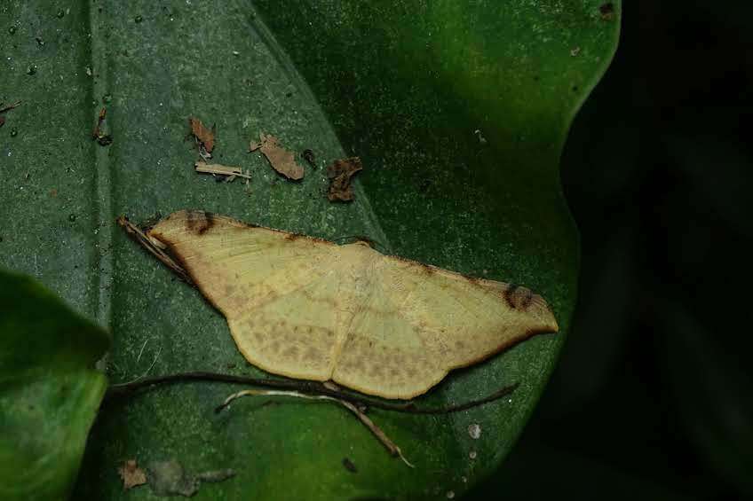 Image de Luxiaria phyllosaria Walker 1860