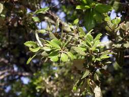 Image of Holm Oak