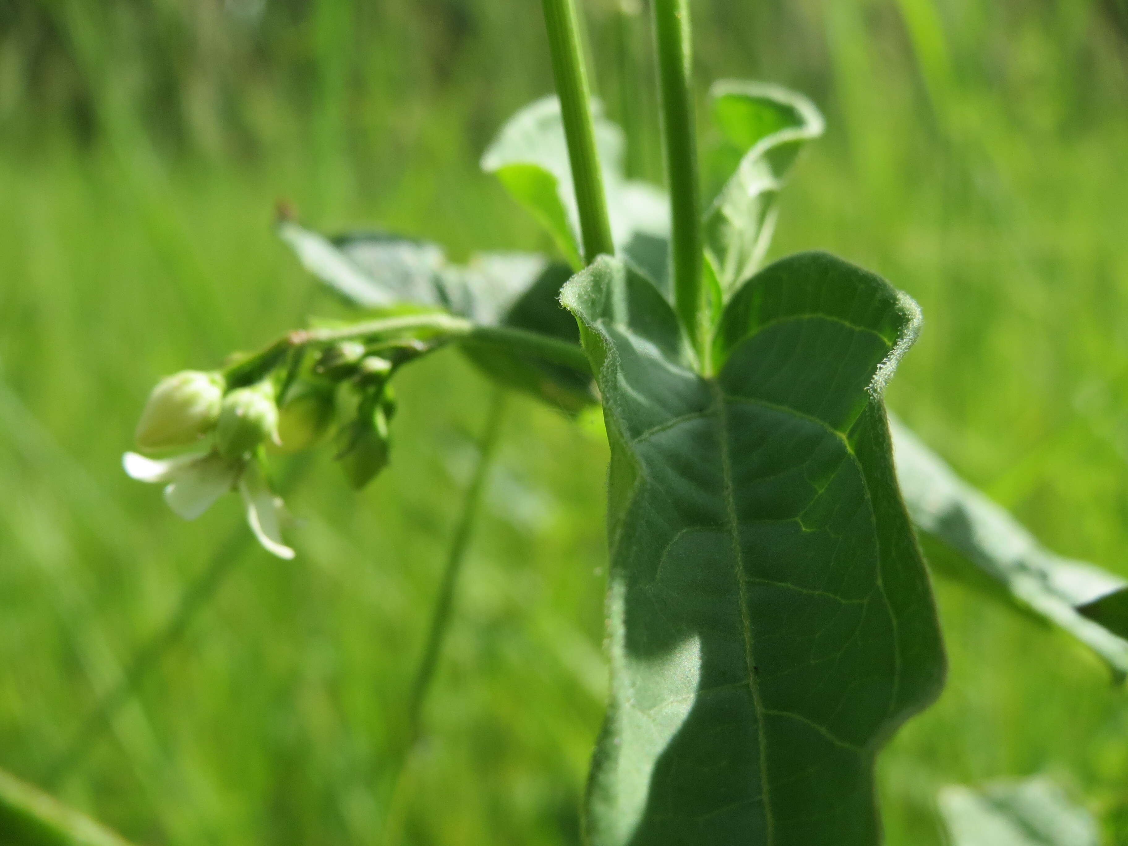 Image of common vincetoxicum