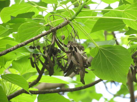 Image of Gyrocarpus americanus Jacq.