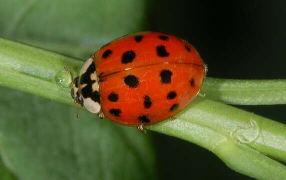 Image of Harmonia axyridis (Pallas 1773)