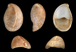 Image of Common slipper shell