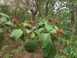 Image of Clerodendrum tomentosum (Vent.) R. Br.