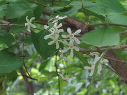 Image of Wrightia tinctoria R. Br.