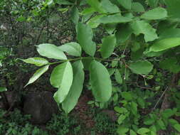 Image of Wrightia tinctoria R. Br.