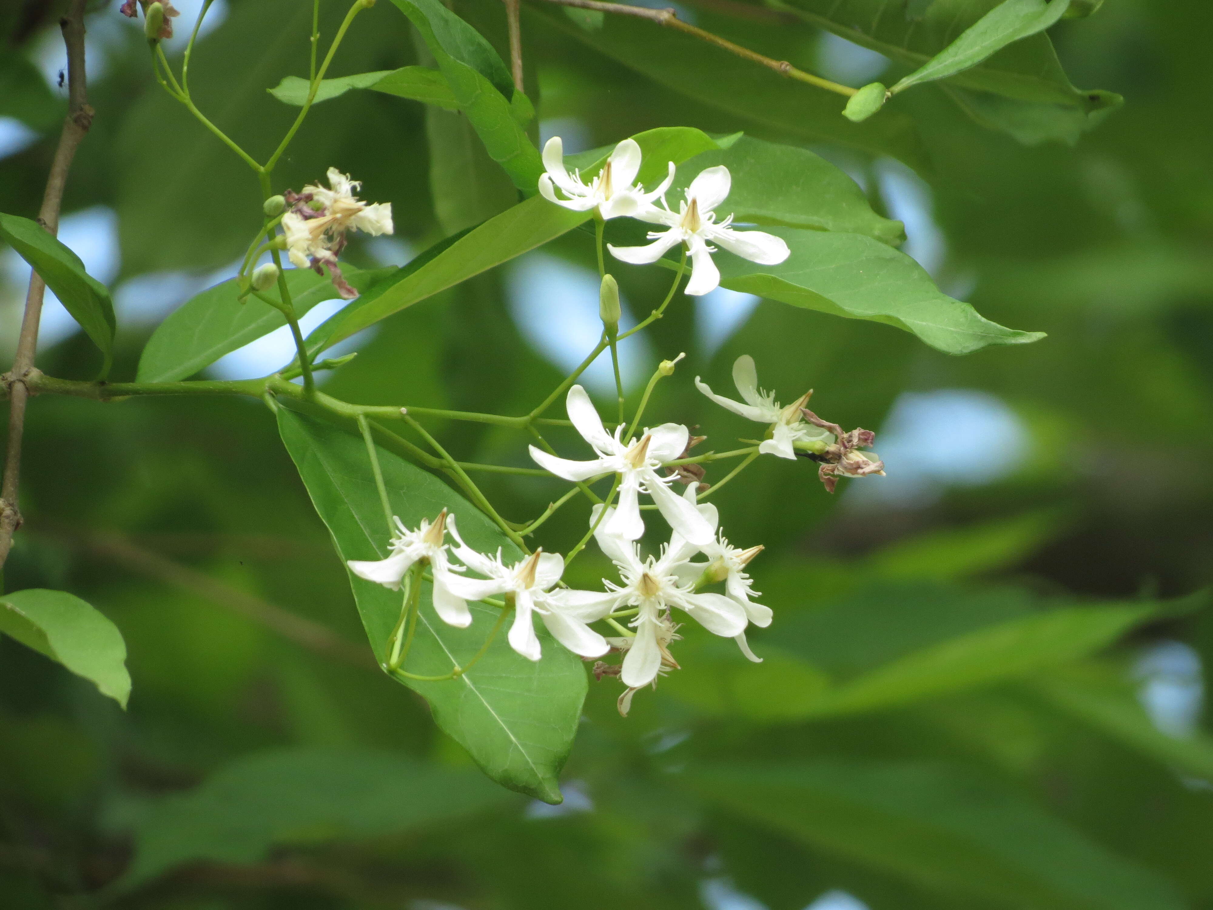 Image of Wrightia tinctoria R. Br.