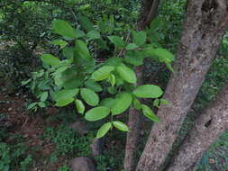 Image of Wrightia tinctoria R. Br.