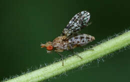 Image of Trypetoptera punctulata (Scopoli 1763)