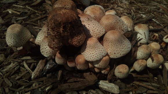 Image of Leucoagaricus americanus (Peck) Vellinga 2000