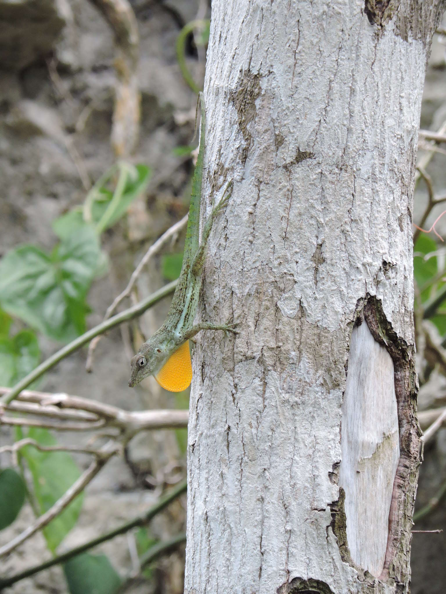 Image of Anguilla Bank Anole