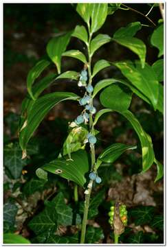 Image of Broadleaf solomon's seal